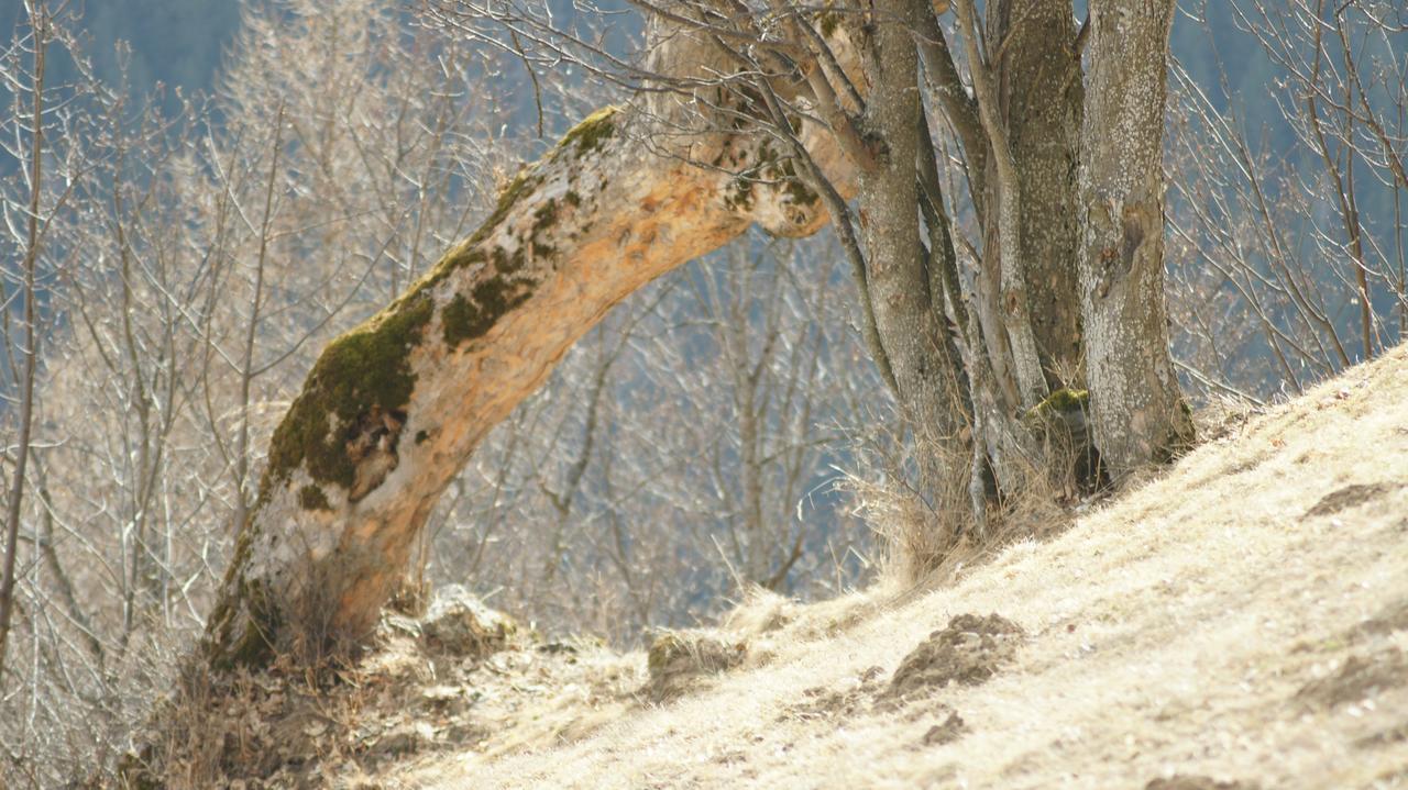 Schrunerhof Ebene Reichenau Eksteriør billede